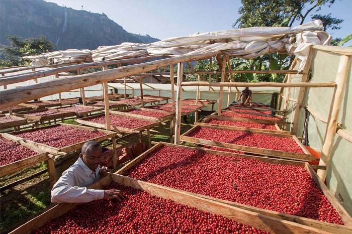 Uganda’s April Coffee Revenue hits $84m
