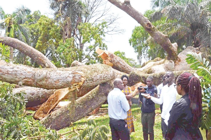 Thousands ‘Mourn’ Historical Buganda Tree