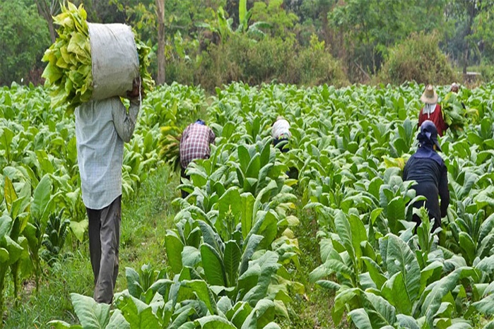 Gen Muhoozi Pushes for Agriculture Bank