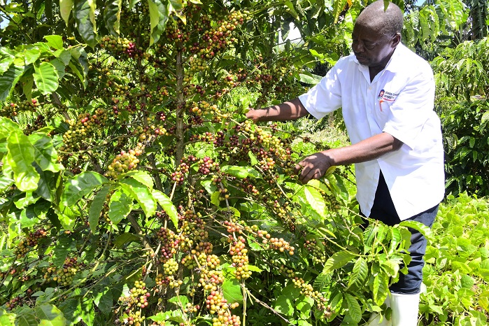 Museveni visits kamweneg Coffee farmer8