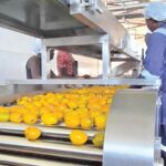Nilezella factory YUMBE unveiled