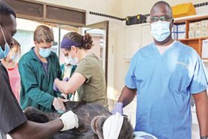 Chimpanzee on contraceptives