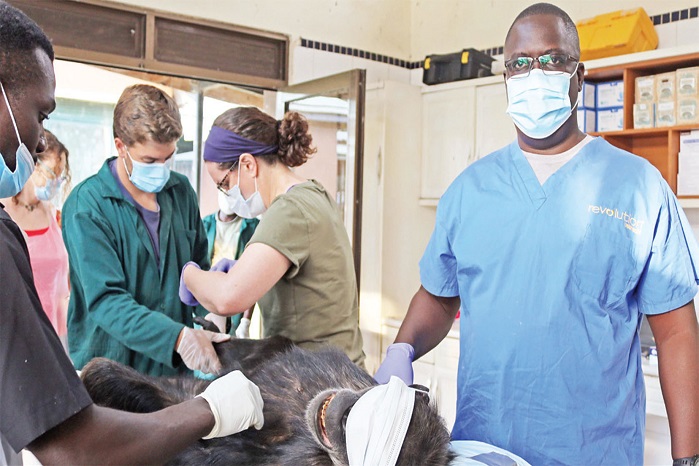 Chimpanzee on contraceptives