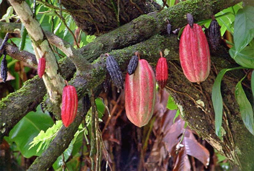 Cocoa Exports surge