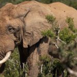 Elephant Kills mum