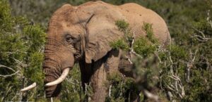 Elephant Kills mum