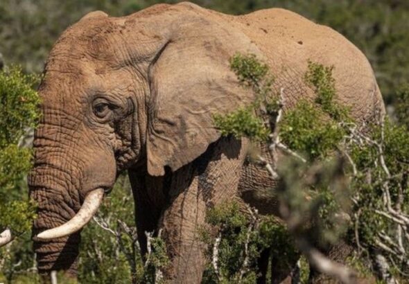 Elephant Kills mum