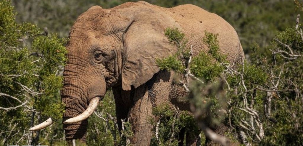 Elephant Kills mum