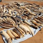 Ivory Uganda
