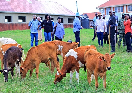 Njeru stock farm