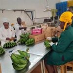Uganda exports May 2026