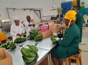 Uganda exports May 2026