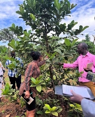 Coffee varieties