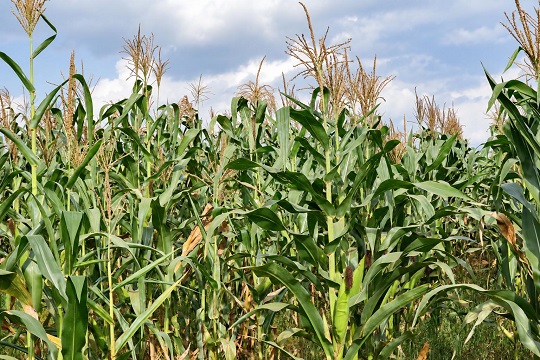 Uganda maize 3
